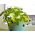 มินิการ์เด้น - สตรอเบอร์รี่ป่า - สำหรับการเพาะปลูกบนระเบียงและระเบียง -  Fragaria vesca - เมล็ด