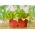 ミニガーデン - 切り花用のレタス - 緑、縮れた種類 - バルコニーおよびテラス栽培用 -  Lactuca sativa var. Foliosa - シーズ