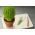 Mini Garden - Chives - pentru cultivarea pe balcoane și terase; rachetă -  Allium schoenoprasum - semințe