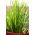 Mini Garden - Chives - pentru cultivarea pe balcoane și terase; rachetă -  Allium schoenoprasum - semințe