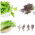 Mizuna - set of seeds of 2 vegetable plants' varieties
