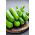 Gurka - Maksimus - Cucumis sativus - FRÖBAND