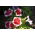 Pétunia Iluzja - Rojo - Petunia hyb. multiflora nana - semillas