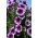 Petúnia Grandiflora nana - Rainbow (Tęcza) - violeta - Petunia hyb. grandiflora nana - sementes