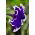 Pétunia Iluzja - azul - Petunia hyb. multiflora nana - semillas