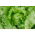Alface Iceberg - Kinga - sementes peletizadas - Lactuca sativa L. 