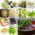 Sprouting seeds - Vitamin-K-rich sprouts - 12-piece set + sprouter with 3 trays