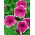 Petunia Iluzja - rosa - Petunia hyb. multiflora nana - semi