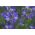 Almindelig jakobsstige - 300 frø - Polemonium caeruleum
