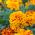 French Marigold - Aurora Yellow Fire - Tagetes patula - Bold, Sun-Loving Blooms, Ideal for Pots - Fresh Seeds