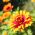 Mexican Zinnia, Persian Carpet seeds - Zinnia haageana - 375 seeds