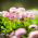 Százszorszép - rózsaszín - 600 magok - Bellis perennis