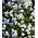 White Forget-Me-Not, frø - Myosotis alpestris