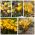 Crochi - varietà a fiore giallo - 200 pezzi - 