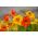 BIO Garden nasturtium - hỗn hợp màu đa dạng - hạt hữu cơ được chứng nhận; Cải xoong Ấn Độ, cải xoong tu sĩ -  Tropaeolum majus