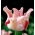 Tulip Witty Picture - 5 pcs.