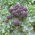 Brokkoli 'Early Purple sprießen'