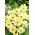 Stolt kavaler - Sunset Yellow - gul - Cosmos bipinnatus - Robust med lysende blomster - Friske frø