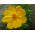Stolt kavaler - Sunset Yellow - gul - Cosmos bipinnatus - Robust med lysende blomster - Friske frø