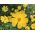 Stolt kavaler - Sunset Yellow - gul - Cosmos bipinnatus - Robust med lysende blomster - Friske frø