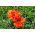 Hoa anh túc phương Đông - đỏ, hoa kép -  Papaver orientale - hạt