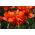 Hoa anh túc phương Đông - đỏ, hoa kép -  Papaver orientale - hạt