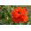 Hoa anh túc phương Đông - đỏ, hoa kép -  Papaver orientale - hạt