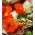 Spiselige blomster - hage nasturtium Tom Thumb - fargevalg blande; Indian cress, munker cress - frø