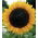 Flores polacas - Girasol de altura mediana "Amor Anter ' - semillas