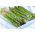 芦笋'玛丽华盛顿' -  Asparagus officinalis - 種子