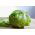 Laitue iceberg - Ice Queen -  Lactuca sativa - RUBAN DE GRAINES