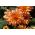 Dahlia Autumn Fairy