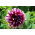 Dahlia Duet