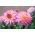 Dahlia Gallery Renoir