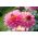 Dahlia Gallery Renoir
