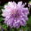 Dahlia Mom's Special