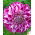 Dahlia Optik İllüzyon