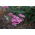 Gemeine Schafgarbe - Lilac Beauty - violett