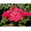 Sarrow thường gặp - Paprika - đỏ - Achillea millefolium