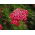 ยาร์โรว์สามัญ - Rood - red - Achillea millefolium