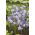 Blaue Triteleie, Triteleia laxa, syn. Brodiaea laxa - Queen Fabiola - 10 Stück