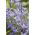Blaue Triteleie, Triteleia laxa, syn. Brodiaea laxa - Queen Fabiola - 10 Stück