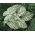Caladium - Candidum - wit; olifantenoor, hart van Jezus, engelenvleugels