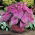 Caladium - Fannie munson - ungu; telinga gajah, hati Yesus, sayap malaikat - 