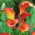 Calla Flame; arum lily, calla lily