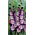 Gladiolus King's Lynn – 5 pcs