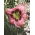 Daylily alltid eftermiddag