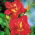 Daylily Merlot Rouge - 
