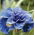 Iris siberian berbunga dua - Concord Crush; bendera siberia - Iris sibirica