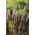 Maiden silvergrass - Extremul Orient - 